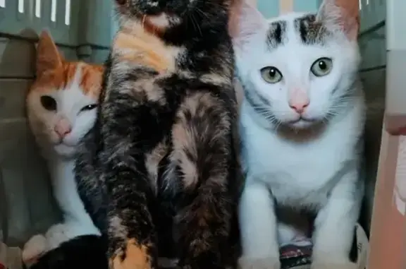 Animaux perdus Plougoulm, photo: Chatons de 5 mois échappés à Plougoulm
