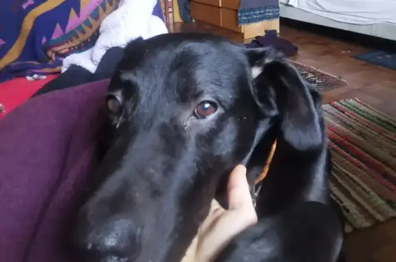 Chien perdu Plabennec, photo : Chien noir perdu près de Lidl Plabennec