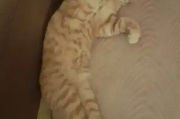 Chat mâle roux clair perdu à Fismes - photo