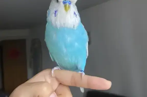 Lost Blue Budgie: Fatty & Cute...