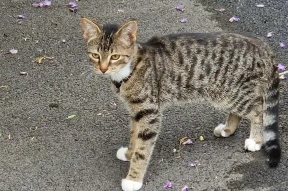 Chaton noir gris marron trouvé Rue des Sources - photo