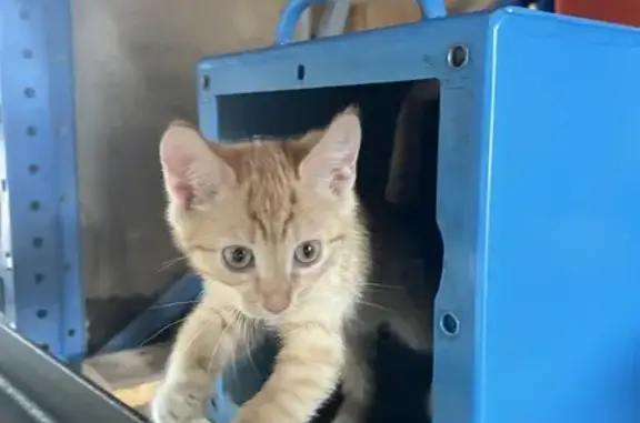 Chaton femelle rousse trouvée à Poitiers - photo