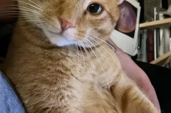 Chat disparu : 6 ans, 6,5 kg, Hauteroche - photo