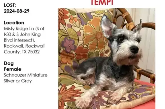 Missing Dog: Black & Silver Mini Schnauzer