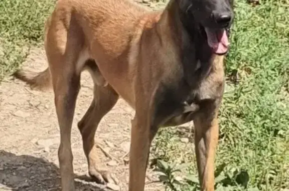 Chien perdu: Malinois 3 ans, peureux, Sonnay - photo