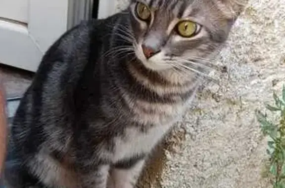 Tigrou, chat tigré gris disparu - photo