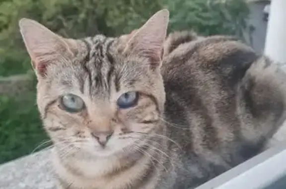 Chat tigré aux yeux bleus trouvé à Orléans - photo