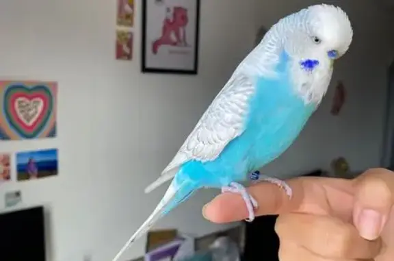 Lost Tame Blue Budgie on Whitw...