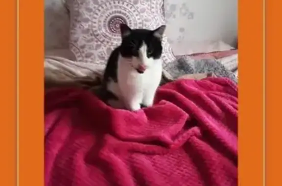 Animaux perdus Laigneville, photo: Chat européen 6 ans perdu à Laigneville