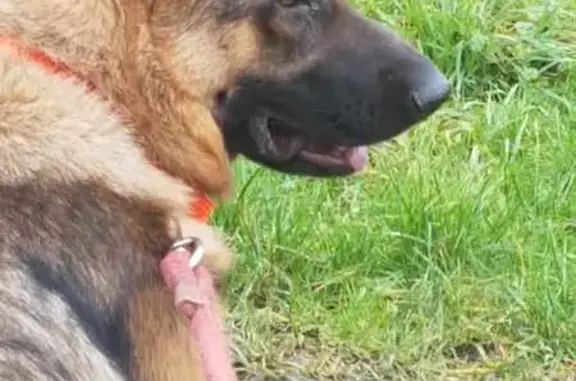 Chien perdu , photo : Berger allemand femelle perdue à Dieppe-sous-Douaumont