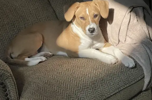 Missing Beagle Puppy: Honey in Annapolis