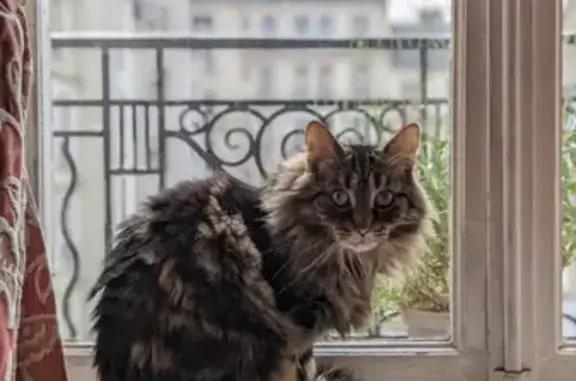 Chat Gris tigré craintif perdu à Huriel - photo