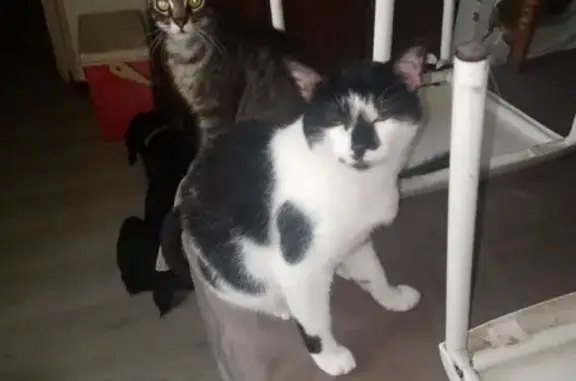Chat perdu, Laudun-l'Ardoise, photo: Chat Européen Noir et Blanc Perdu à Laudun