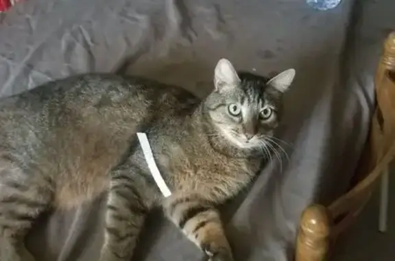 Chat perdu, Laudun-l'Ardoise, photo: Chat Européen marron tigré perdu à Laudun