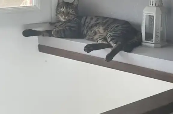 Chat perdu, Orange, photo: Chatte Phoebe perdue, Rue Condorcet 15, Orange