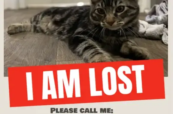 Lost Tabby Milo: Friendly, Fluffy, Extra Toe