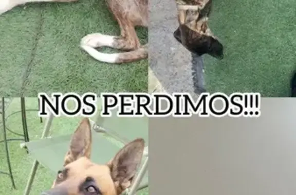 ¡Perros Perdidos en Mojácar! Ayúdanos a Encontrarlos