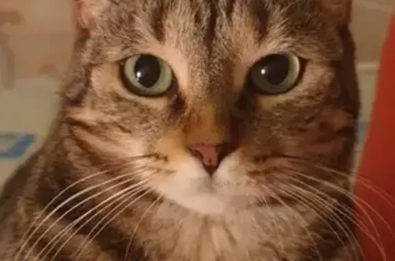 Chat perdu, Brienne-le-Château, photo: Chatte tigrée peureuse disparue à Brienne