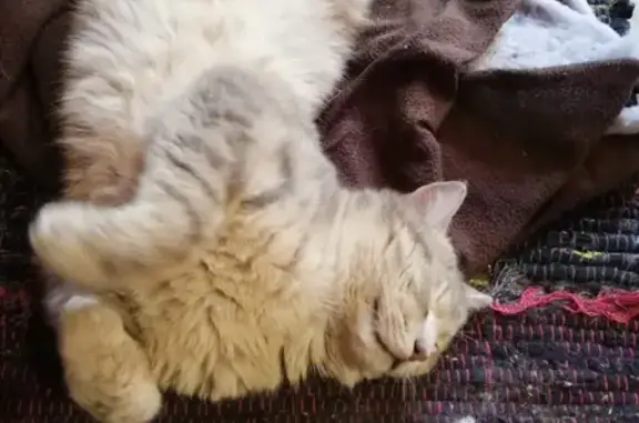 Chat mâle gris perdu à Valdallière - photo