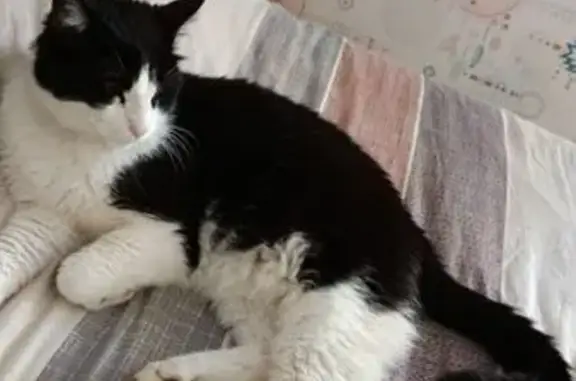 Chat craintif Harlem disparu à Sens - photo