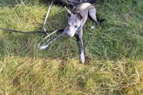 Elderly Female Blue Whippet Found in Hallgate