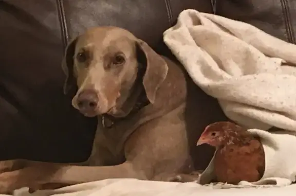 Lost Senior Weimaraner - Warren, 146