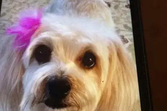 Lost Blonde Yorkie Mix in Hazleton, PA