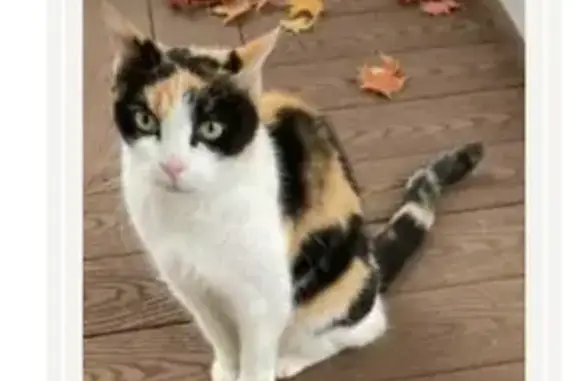Lost and found pets , photo: Missing Calico Cat in Worcester - Reward!