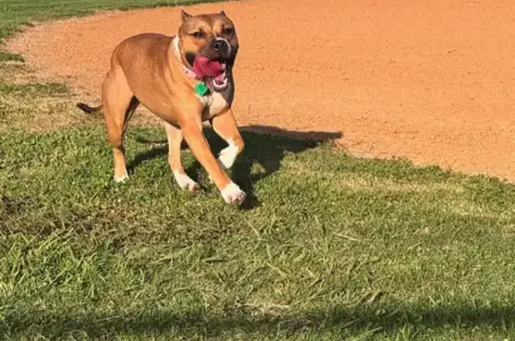 Lost Pitbull: Rosie - Wichita St, Pasadena