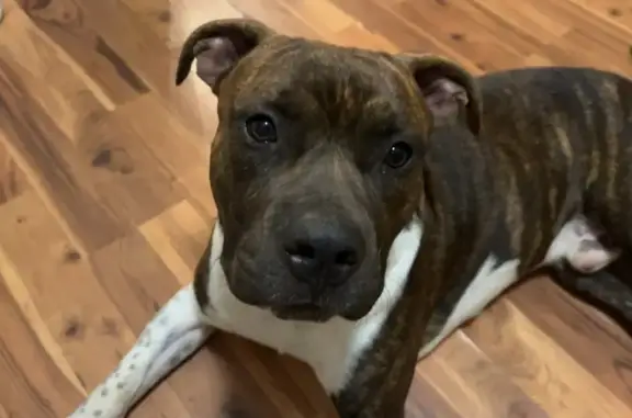 Lost Brindle Pitbull Mix on Gateway Blvd