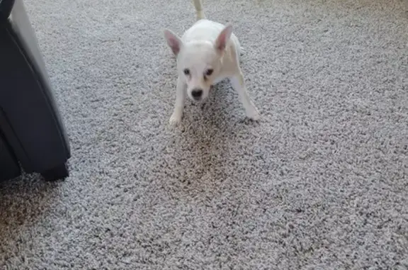 Found: Well-Behaved Small White Dog in CO