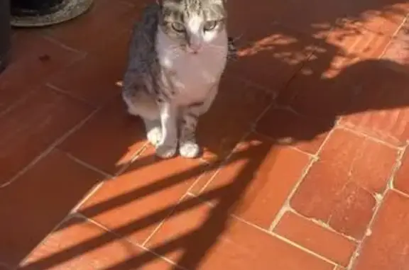 Gato Perdido: Blanca y Gris en Aldaya