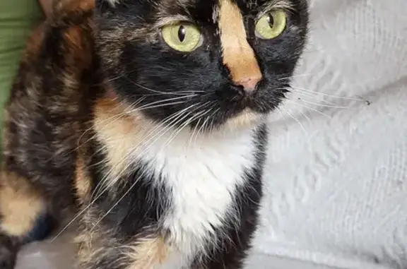 Chatte écaille de tortue trouvée à Valserhône - photo