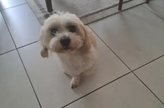 Chien mâle Coton de Tuléar perdu à L'Huisserie - photo