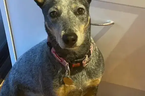 Missing Blue Heeler X Kelpie in Sinagra