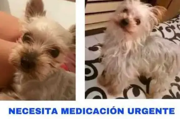 Perro Perdido en Santiponce: Yorkshire de 10 Años