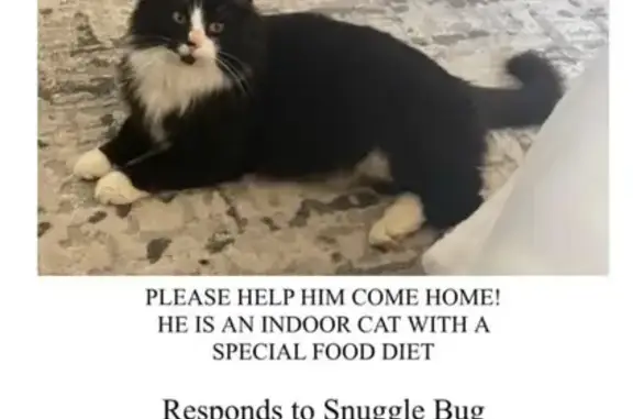 Lost Tuxedo Cat: Neutered, Special Diet, Wyoming