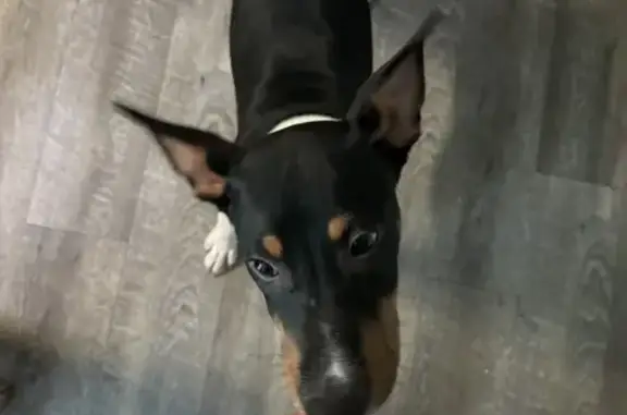 Missing 5-Month-Old Rat Terrier: Leo/Toby