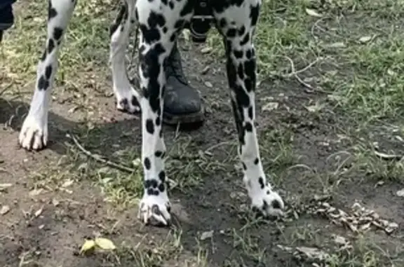 Dálmata perdido en Calle de la Palma, CDMX