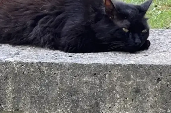 Chat noir trouvé avec collier rouge à Bourg - photo