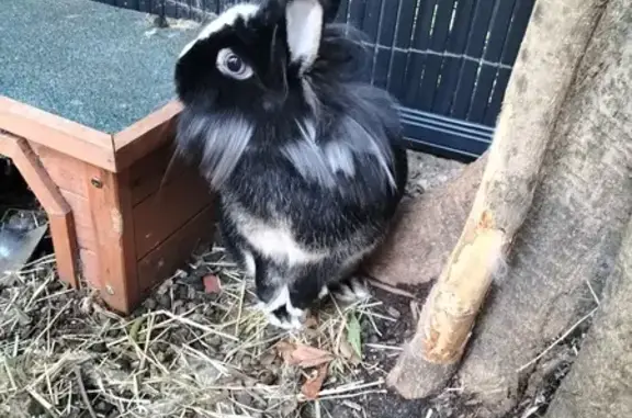 Animaux perdus , photo: Lapine noire et blanche perdue à Solliès-Pont