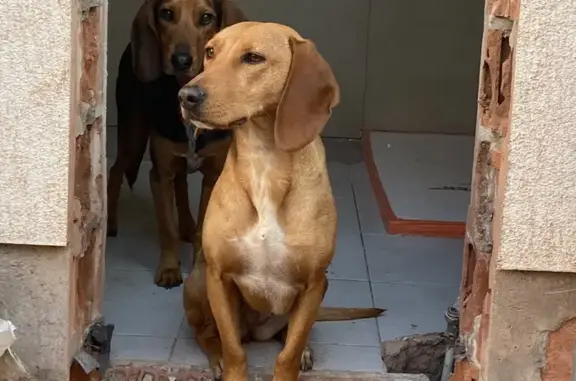 Chien perdu Grimaud, photo : Chienne marron perdue à Grimaud, Clara
