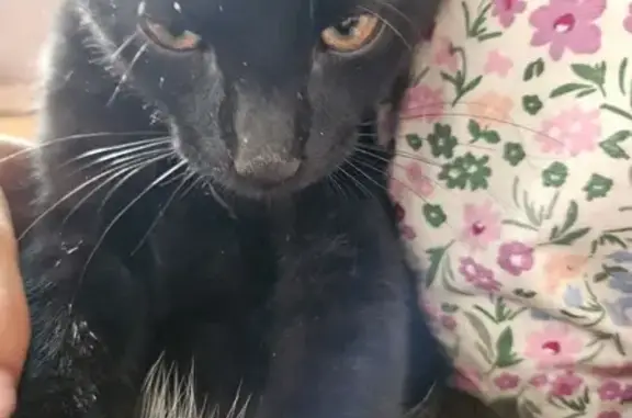 Animaux trouvés , photo: Petit chat noir trouvé, Quartier Fontanelles