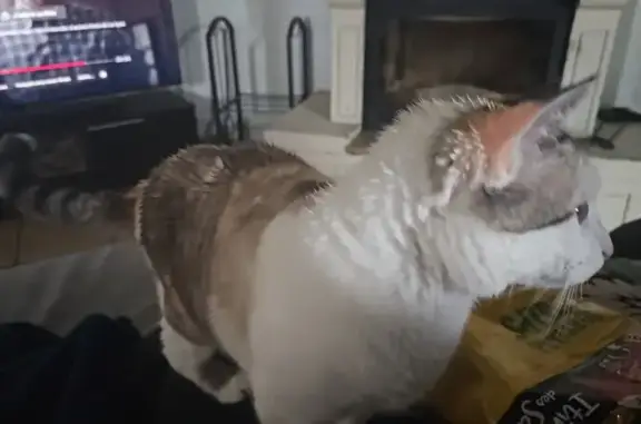 Animaux perdus Montreux-Château, photo: Chat perdu à Montreux : Flocon, blanche et tigrée
