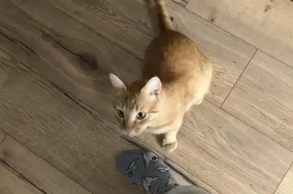 Chat mâle roux-blanc trouvé, très sociable - photo