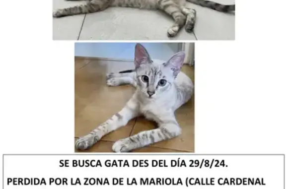 ¡Gata Perdida! Blanca con Rayas Grises en Lérida