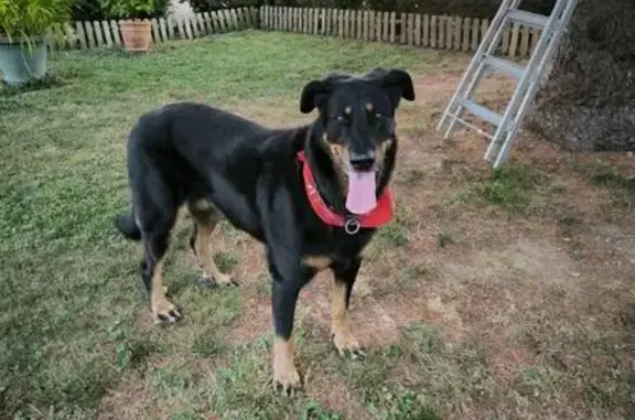 Chien trouvé sur Route de la Buisse, 414 - photo