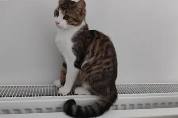Chaton mâle trouvé secteur des Marais - photo