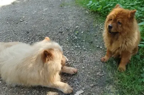 Deux chiens trouvés à Marcenat, D130 - photo
