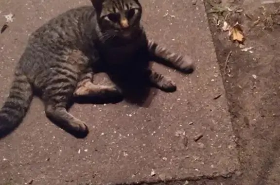 Friendly Injured Tabby Found on N 13 1/2 St